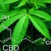 大麻は大丈夫というナゾの風潮　依存性弱い？ダウナー？リラックス？体質と種類と吸い方　強さ・弱さ